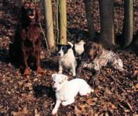 Ambrosius, Fee, Lux, Diva und FT Heda